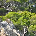 A Giens Vue Porquerolles *
